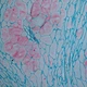 Binocular Biological Microscope
